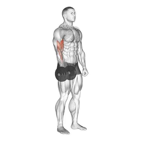 Isolated Supinated Dumbbell Curl — ejercicio de Bíceps, nivel Intermedio