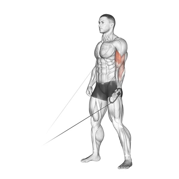 Isolated Supination Curl on Low Pulley — ejercicio de Bíceps, nivel Intermedio