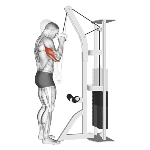 Isolated Vertical Extension in Pronation on High Pulley — ejercicio de General, nivel Intermedio