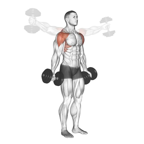 Lateral Raises in Supination with Dumbbells — ejercicio de Hombros, nivel Intermedio