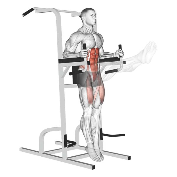 Leg raises with legs extended on support — ejercicio de Abdomen, nivel Intermedio