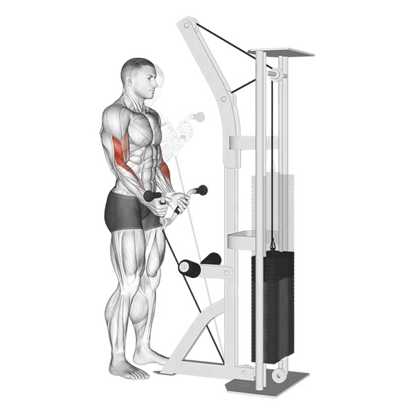 Low Pulley V Curl — ejercicio de Bíceps, nivel Intermedio