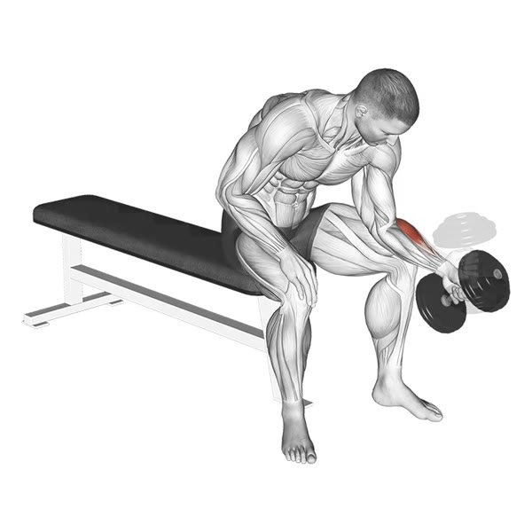 Neutral Concentration Curl with Dumbbell — ejercicio de Bíceps, nivel Intermedio