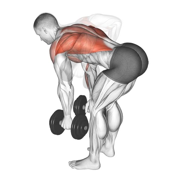 Neutral Dumbbell Row — ejercicio de Espalda, nivel Intermedio