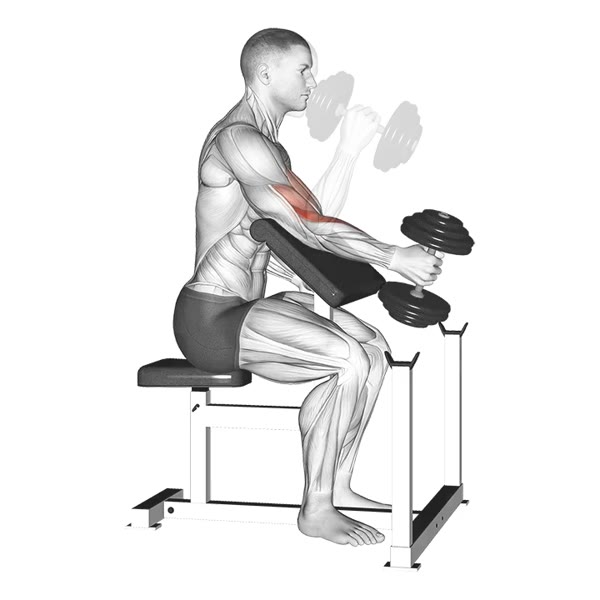 Neutral Dumbbell Scott Bench Curl — ejercicio de Pecho, nivel Intermedio
