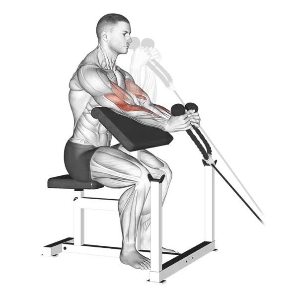 Neutral Scott Bench Curl with Pulley — ejercicio de Pecho, nivel Intermedio