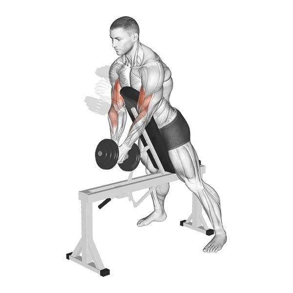 Neutral Spider Curl with Dumbbell — ejercicio de Bíceps, nivel Intermedio