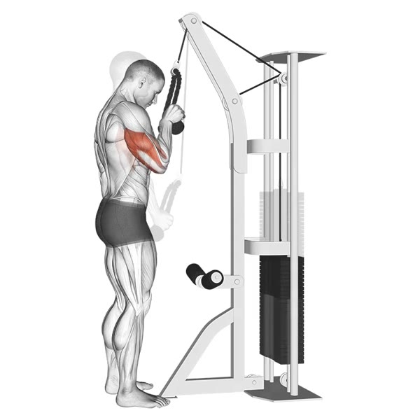 Neutral Vertical Extension on High Pulley — ejercicio de Tríceps, nivel Intermedio