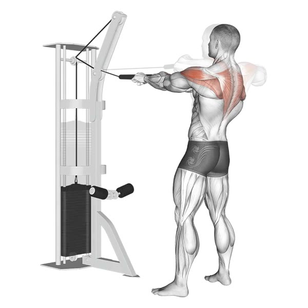 Overhead Pronated Pulley Row — ejercicio de Espalda, nivel Intermedio