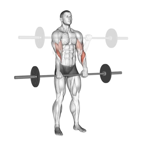Pronated Barbell Curl — ejercicio de Bíceps, nivel Intermedio