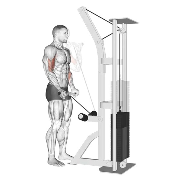 Pronated curl with Z grip on low pulley — ejercicio de Bíceps, nivel Intermedio