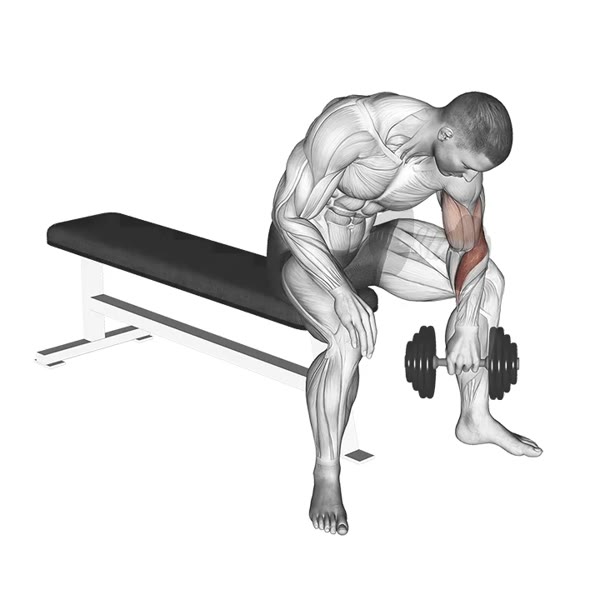 Pronated Dumbbell Concentration Curl — ejercicio de Bíceps, nivel Principiante