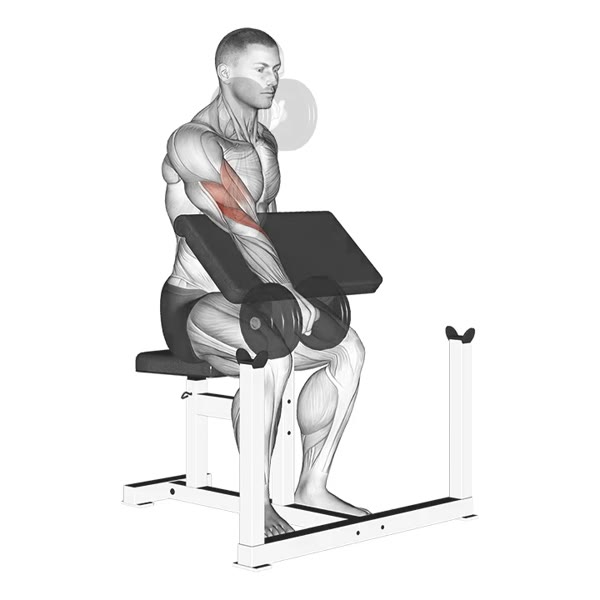 Pronated Dumbbell Scott Bench Curl — ejercicio de Pecho, nivel Intermedio