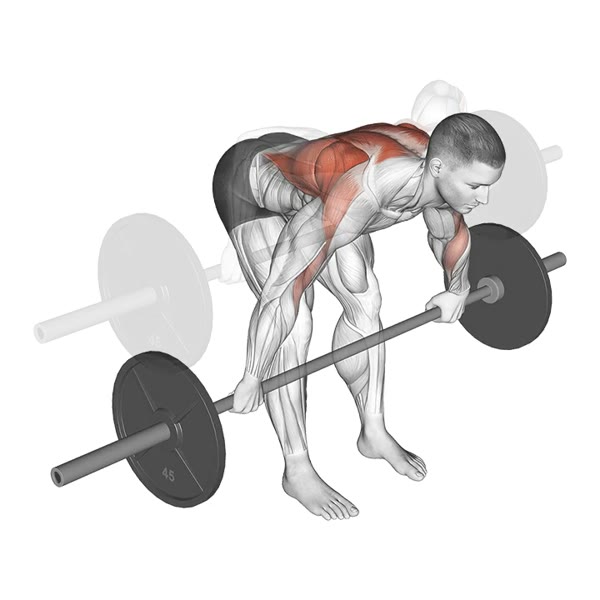 Pronated Open Barbell Row — ejercicio de Espalda, nivel Intermedio