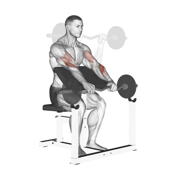 Pronation curl on Scott bench with Z bar — ejercicio de Pecho, nivel Intermedio