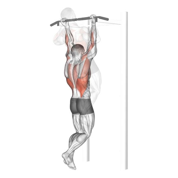 Pull up in Supination — ejercicio de Espalda, nivel Intermedio