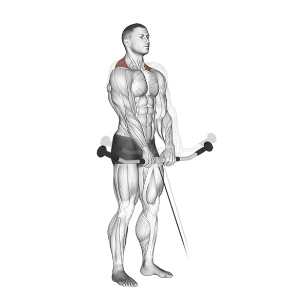 Pulley Shrugs — ejercicio de Hombros, nivel Intermedio
