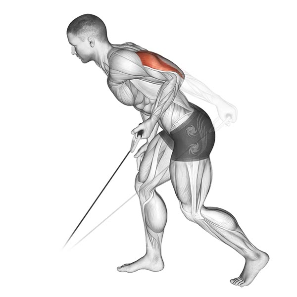 Rear Kicks on Pulley — ejercicio de Glúteos, nivel Intermedio