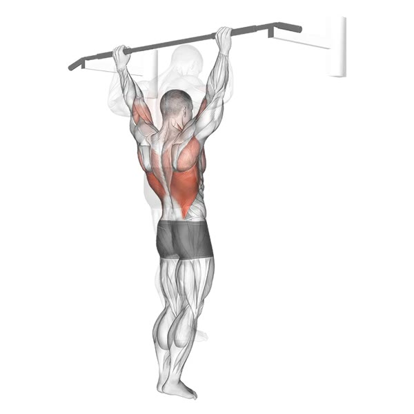 Rear Pull Up — ejercicio de Espalda, nivel Intermedio
