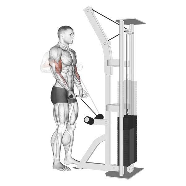 Retracted Supinated Curl on Low Pulley — ejercicio de Bíceps, nivel Intermedio