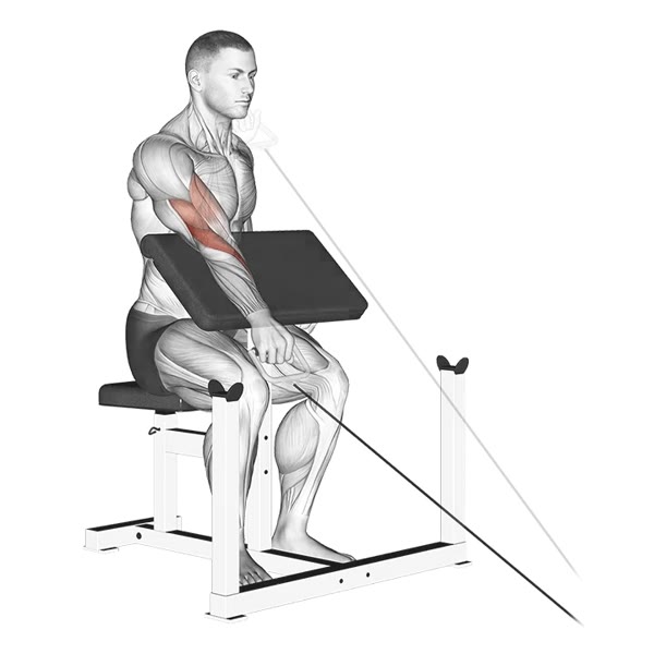 Scott Bench Curl in Pronation Isolated with Pulley — ejercicio de Pecho, nivel Intermedio