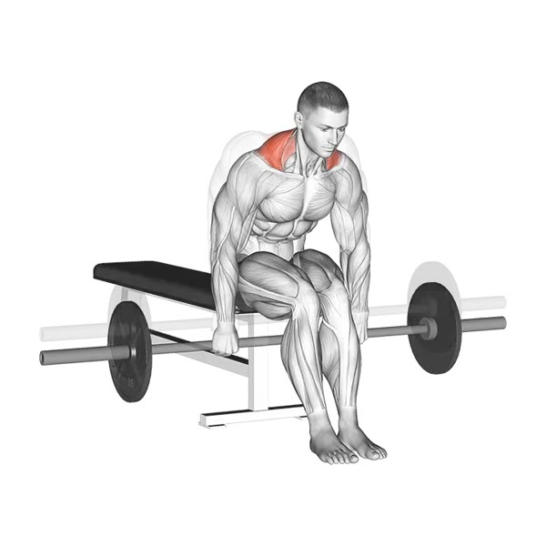 Seated Barbell Crunches — ejercicio de Abdomen, nivel Intermedio