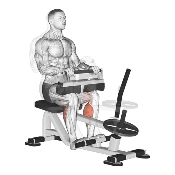 Seated Calf Extension on Machine — ejercicio de Pierna, nivel Intermedio