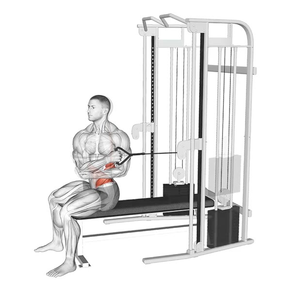 Seated waist twists with pulley — ejercicio de Abdomen, nivel Intermedio