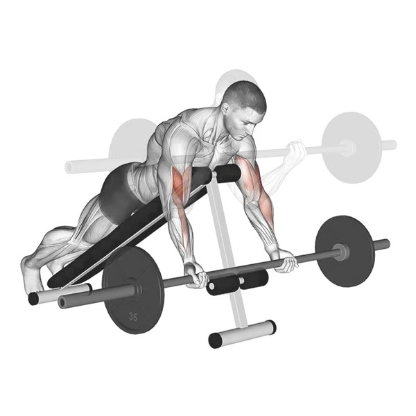 Spider Curl in Supination with Barbell — ejercicio de Bíceps, nivel Intermedio
