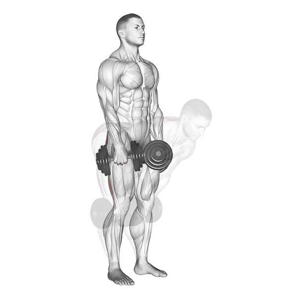 Stiff Dumbbell Deadlift — ejercicio de Espalda, nivel Intermedio