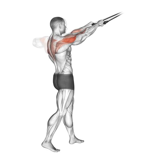 Superior Rowing with Bands — ejercicio de Espalda, nivel Intermedio