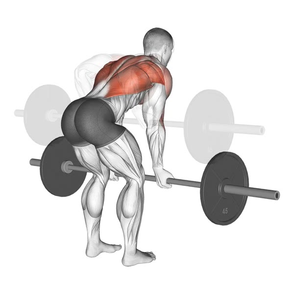 Supinated Barbell Row — ejercicio de Espalda, nivel Intermedio