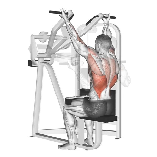 Supination Pulldown on Machine — ejercicio de Espalda, nivel Intermedio