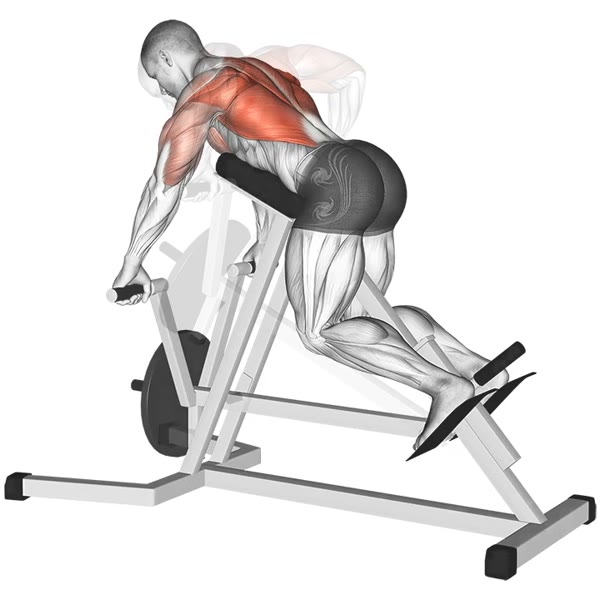 T Bar Row in Pronation — ejercicio de Espalda, nivel Intermedio