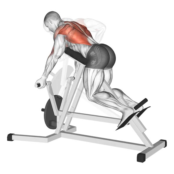 T Bar Row in Supination — ejercicio de Espalda, nivel Intermedio