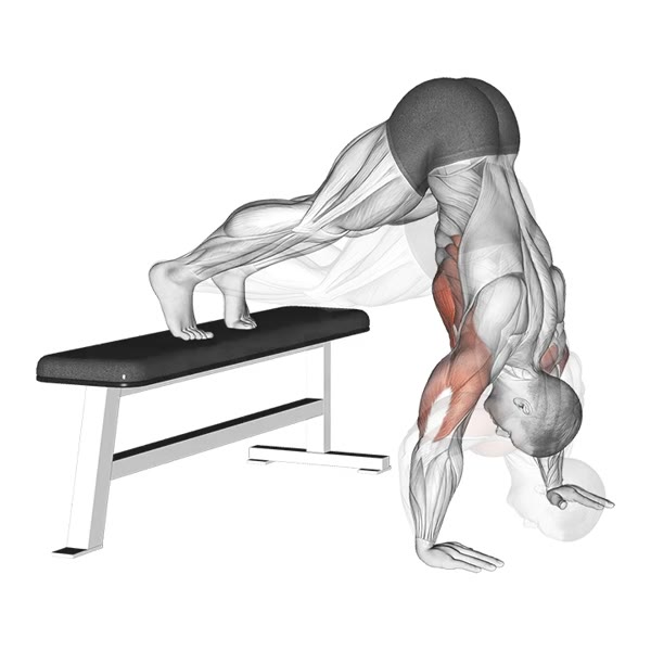 Vertical Push ups with Bench — ejercicio de Pecho, nivel Intermedio