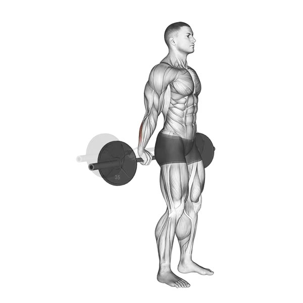 Vertical Supinated Barbell Curl — ejercicio de Bíceps, nivel Intermedio